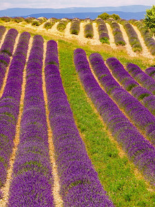 薰衣草的花朵一排排地盛开在田野上。夏日风光。普罗旺斯在法国，欧洲..法国盛开的薰衣草花