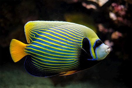 皇帝神仙鱼Pomacanthus imperator鱼水下在海与珊瑚在背景。皇帝神仙鱼鱼水下在海