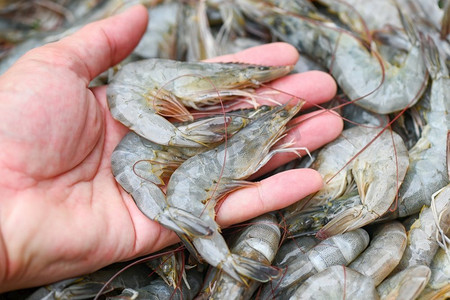 海鲜大咖摄影照片_在手洗虾在碗虾背景，新鲜的虾烹饪海鲜食物在厨房