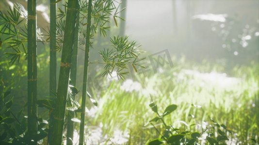 竹子的树干和阳光穿过植物的墙壁和雾气，