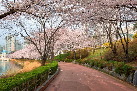 公园世风景摄影照片_盛开的樱花樱花在公园里在春天，石川湖公园，首尔，韩国。盛开的樱花樱花巷在公园