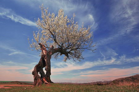 破土重生摄影照片_单树在田野上反对天空重生的力量