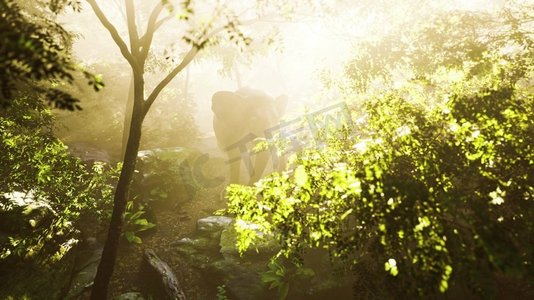 景物植物摄影照片_浓雾丛林中的野公象
