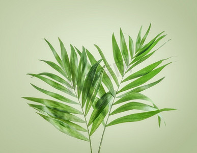 淡绿色背景的热带树叶。两根棕榈枝。前视图。