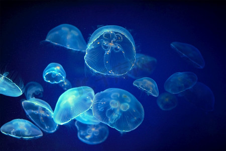 ge净水摄影照片_漂浮在水下的蓝色水母。水母水母未洗净水