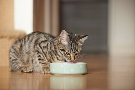 宠物虎斑猫或小猫吃食物从碗在家里