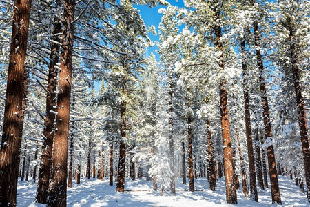 下雪的森林摄影照片_冬季风景秀丽的白雪覆盖的森林。很适合作为圣诞节的背景。