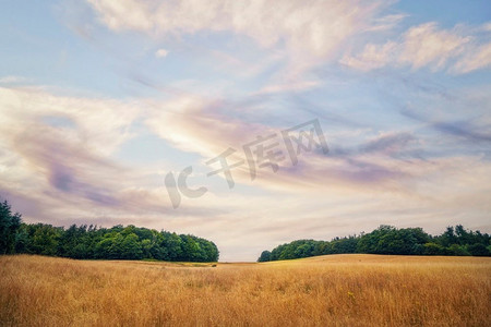 紫风景摄影照片_夏季风景与金色谷物作物和绿色树木在背景