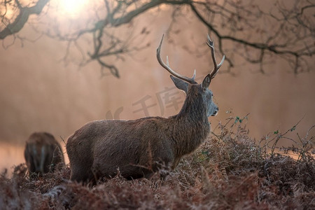 独奏红鹿Elaphus美丽的肖像在金色黎明阳光在冬天在林地景观