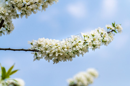 蓝天背景下的李花1