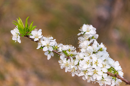 赏樱花摄影照片_春季李花花团