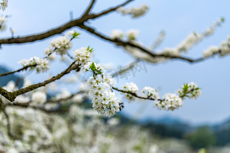 李花树枝摄影图