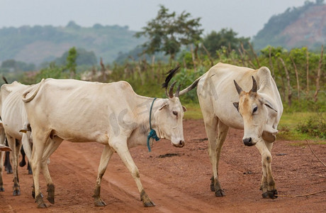 牛群在夏天绿色领域农业农业农村牧场