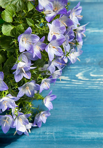 白色和紫色的铃花。美丽的春天背景与钟花花束。
