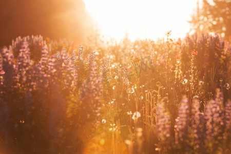 植物自然花草装饰摄影照片_阳光明媚的一天在鲜花草地上。美丽的自然背景。