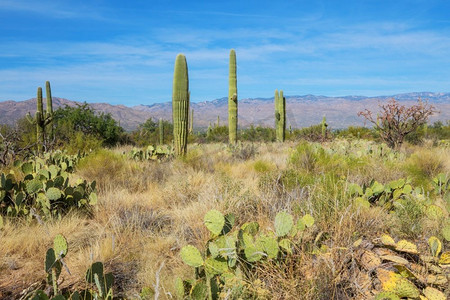 大Saguaro仙人掌在一个山，亚利桑那州，美国