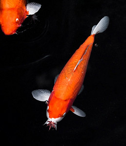 黑色鲤鱼摄影照片_顶视图五颜六色的锦鲤鱼5