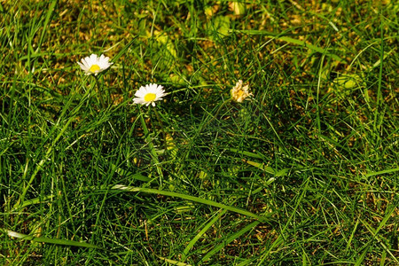 草地上的雏菊花。春天夏天的时间...雏菊花在草地