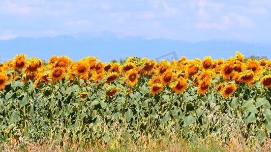 到了夏天，农田里盛开着黄色的向日葵。法国的普罗旺斯..法国普罗旺斯，向日葵盛开的田野。