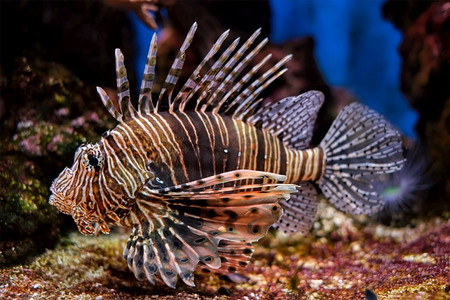 水彩深海鱼摄影图片-水彩深海鱼摄影作品-千库网