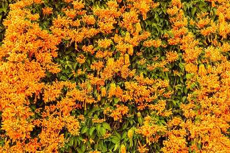 小号藤摄影照片_在西班牙，橙色的花朵悬挂在花园的围墙上。火地蕨自然，盛开的背景。西班牙的橙色喇叭花