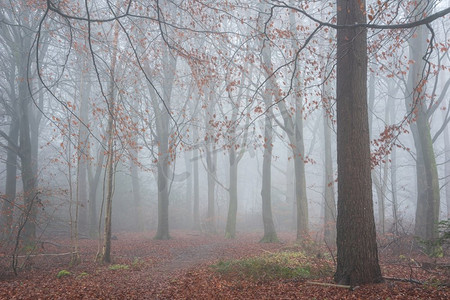 大气森林摄影照片_美丽的大气雾秋天风景在林地在英国农村
