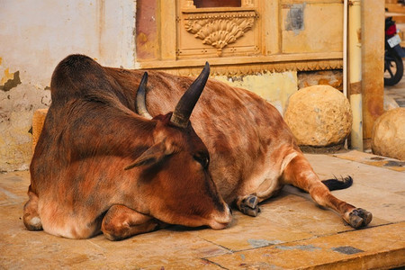 印度文化摄影照片_印度牛睡在街上。牛在印度是一种神圣的动物。印度拉贾斯坦邦的贾西亚尔默堡。印度牛在街上休息