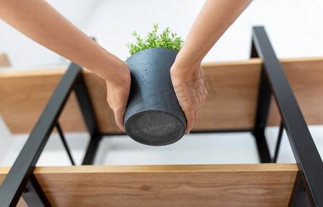 室内植物
