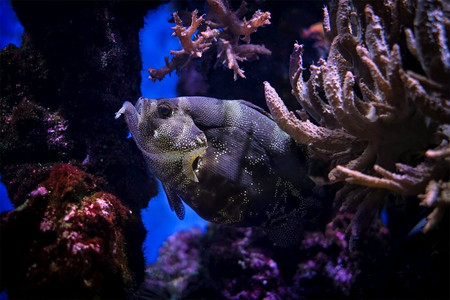 斑点肥皂鱼 pogonoperca punctata 鱼在海中水下,背景是珊瑚.