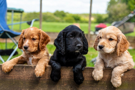 动物和宠物摄影照片_三个可爱的棕色和黑色小狗或小狗狗靠在围栏上