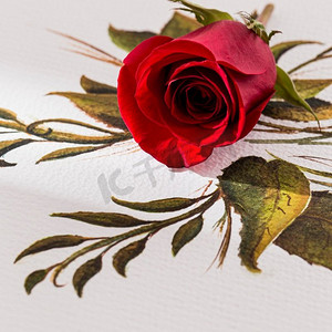玫瑰花框摄影照片_近距离查看情人节概念玫瑰花4