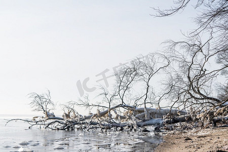 悬挂图案摄影照片_冻结的树与冰柱悬挂在海岸超过寒冷的海在冬天