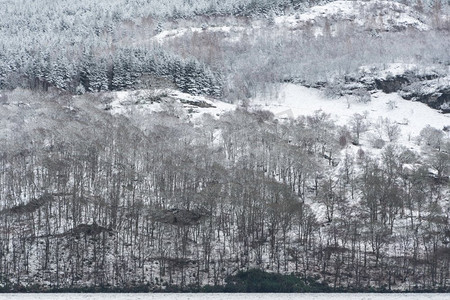 雪覆盖的树的美丽的简单风景图象在冬天雪落在洛蒙德湖海岸在苏格兰