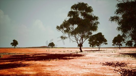 热带鱼池子摄影照片_干燥的非洲热带草原树木