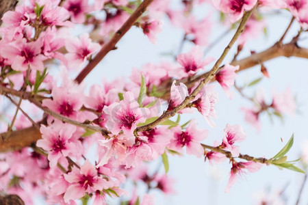 粉色花朵摄影照片_开满美丽花朵的树枝