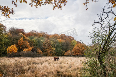 树林草地背景摄影照片_孤独的赫里福德牛在有高草的草地在秋天与五颜六色的树在背景