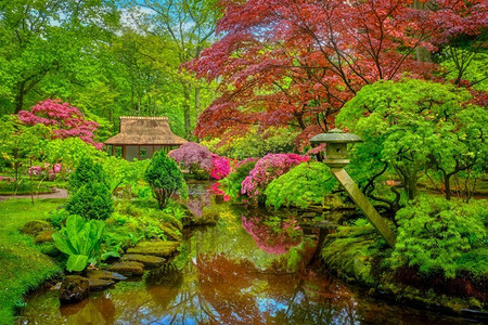 代尔摄影照片_雨后的小日本花园，荷兰海牙克林根代尔公园。荷兰海牙克林根代尔公园日式花园