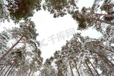 自然，季节和浪漫的概念—心形的松树在雪的冬季森林。冬季森林中松树制成的心形