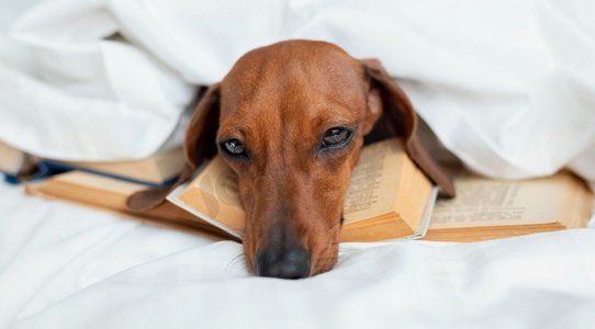可爱的狗铺设书籍