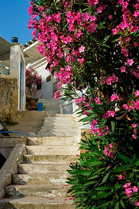 花三角梅摄影照片_希腊街与三角梅花和楼梯。希腊米科诺斯岛，乔拉。希腊街与三角梅花