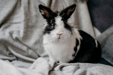 肖像可爱的兔子