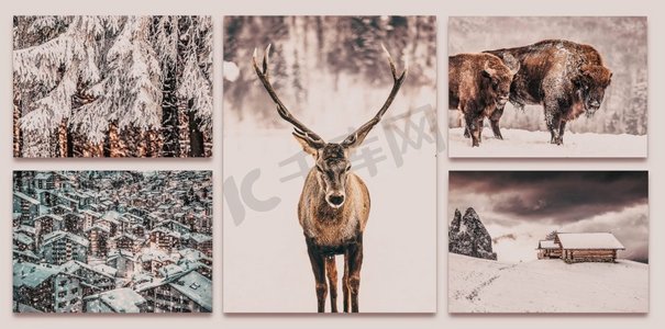 收集神奇的冬季场景，山小屋，高贵的鹿，雪冷杉—原始图像将被发现在我的画廊