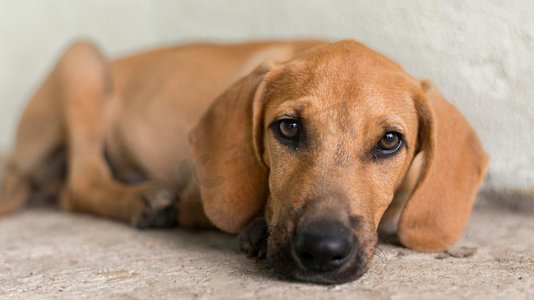 可爱的救援犬收容所等待通过