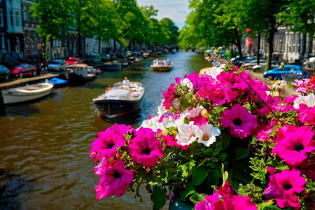 阿姆斯特丹运河与过往船只的看法在桥上的鲜花。专注于鲜花。荷兰阿姆斯特丹。阿姆斯特丹运河和鲜花