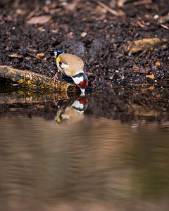 美丽的形象金翅雀Carduelis Carduelis鸟饮水从小池塘在林地景观设置在春天
