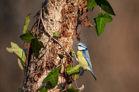 蓝宝石海报摄影照片_美丽的春天风景图像蓝山雀Cyanistes Caeruleus鸟在森林栖息在树枝