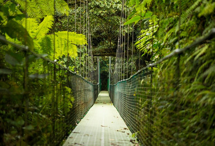 热带雨林悬挂式吊桥