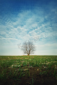 春天的田野里光秃秃的一棵树，长着麦苗。田园风光的乡村自然，季节性的景象