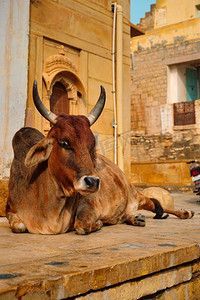 印度牛睡在街上。牛在印度是一种神圣的动物。印度拉贾斯坦邦的贾西亚尔默堡。印度牛在街上休息