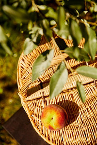 休闲与物件概念-夏季花园野餐篮子和凳子上的桃子特写。花园凳子上野餐篮的特写